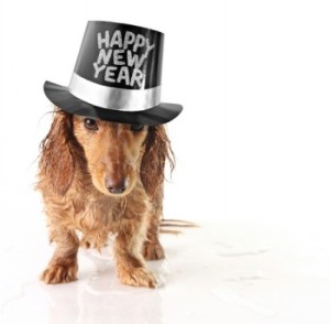 Happy new year dog!