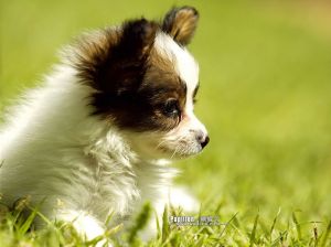 2 month old papillon 