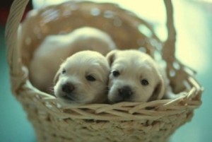 Lab puppies in a basket